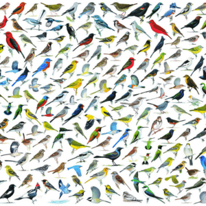 EUROGRAPHICS 1000 PIECE THE WORLD OF BIRDS