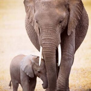 EUROGRAPHICS 1000 PIECE ELEPHANT AND BABY